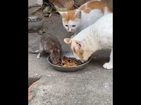 Rat vs Cat Fight- Do Cats eat Rats?