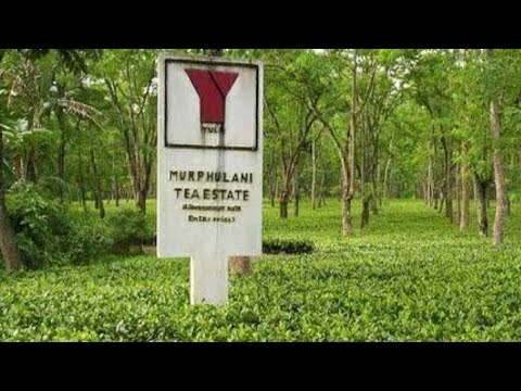 MELENG TEA ESTATE##JORHAT##