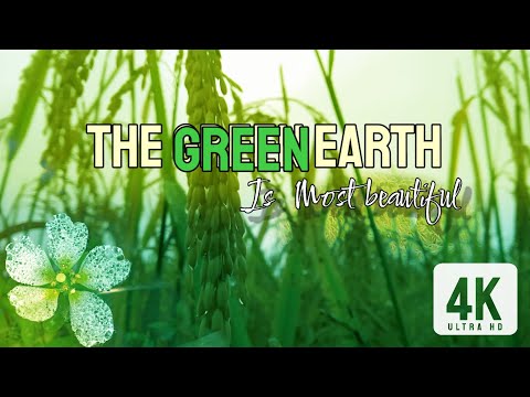 The GREEN Earth 🌎 is Most beautiful//Hara Vara Dharti Bohut Sundar hai  #nature #earth #naturvideo