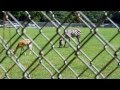 Zebra And Deer Eating Grazing At The Waccatee Zoo Socaste SC