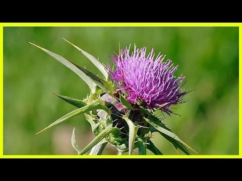 Prostata ist eine Pumpe, Adenokarzinom der Prostata durch Gleason 3 + 3 Prognose