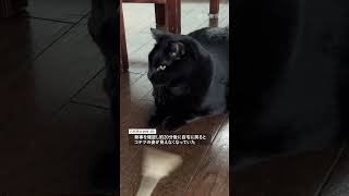 「コテツ」がいなくなった　熊本地震で行方不明になった猫、約2週間ぶりに発見