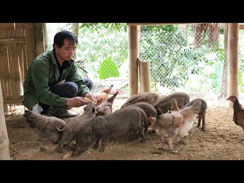 Making a new garden and taking care of wild boars, Survival instincts, Building a life (EP 180)
