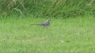 Grey Wagtail at Newgale beach Pembrokeshire coast Wales UK