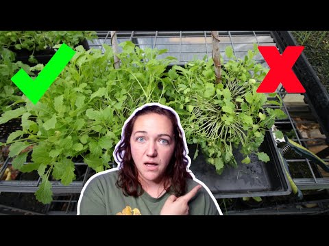 ELECTROCULTURE  Fascinating Results! GOOD + BAD