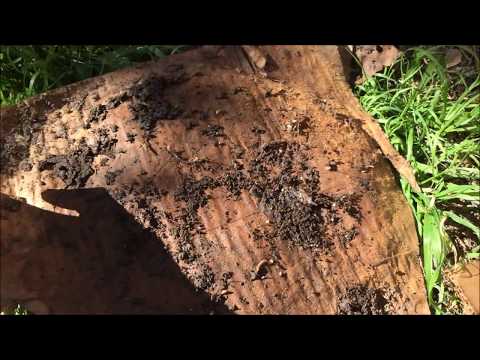 How to Catch Worms in Your Backyard Easily for Aquaponics and Fishing Bait