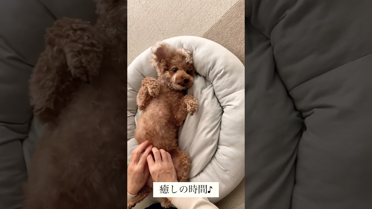 暮らしあれこれ森の中の動画のデイリー再生数推移：最近のらぶちゃん🐶#トイプードル - デジタルクリエイターズ