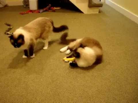 Ragdoll Cat Caymus and His Brother Murphy - ねこ - ラグドール - Floppycats