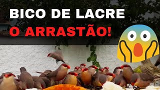 Pssaro Bico de Lacre, Estrilda astrild, Pequena Ave, Famlia Estrildidae