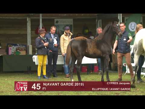 Sprinter Sacré Show 2019 : Lot 45 - N 19 AVANT GARDE