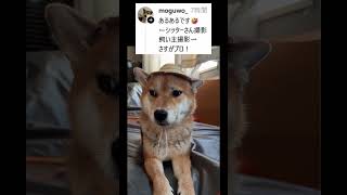 犬の写真撮るのムズすぎ……