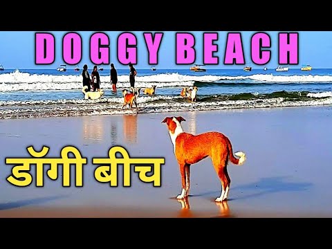 डॅागी बीच || DOGGY BEACH ||DARPAN TODAY