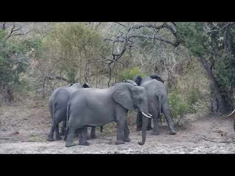 Djuma: Small herd of Elephants - 12:33 - 08/16/2023