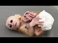 Adorable Newborn Baby Monkey S First Moments Ever
