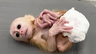 Adorable Newborn Baby Monkey’s First Moments Ever 🥰