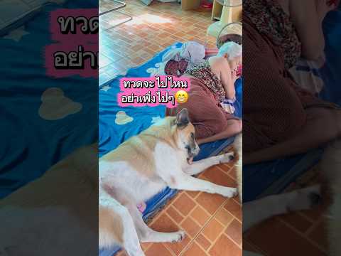 ทวดจะไปไหนอย่าเพิ่งไปๆ😁 #lovelydog #คลายเครียด #สุนัขแสนรู้ #grandma #shorts #cutedog
