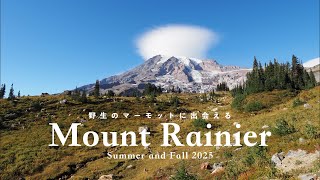 【ポートランド駐在妻vlog】#16 野生のマーモットに会いに行ってきたよ。at Mount Rainier⛰️
