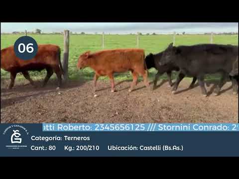 Lote Machos - Castelli Bs As