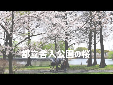 都立舎人公園の満開桜風景！2021年3月26日撮影【足立区観光交流協会】