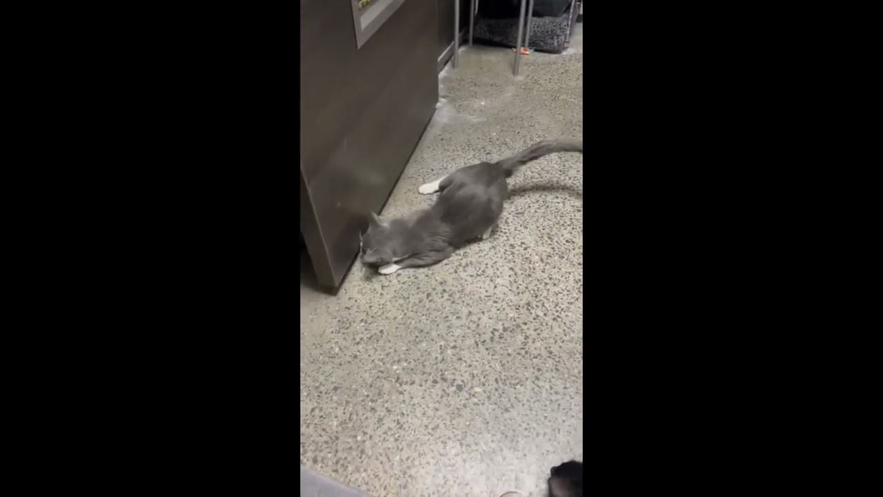 Bento (bonded with Bunny), an adopted mixed breed in Toronto, ON video 6/6