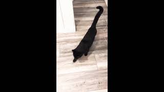 Download lagu Black cat meowing compilation mp3
