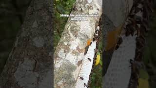 Download lagu The nest is still young but the honey sacs are tempting #apisdorsata #honeybeesting #shortvideo mp3