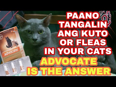 Advocate Spot On For Cats | Flea & Worm Treatment For Cats