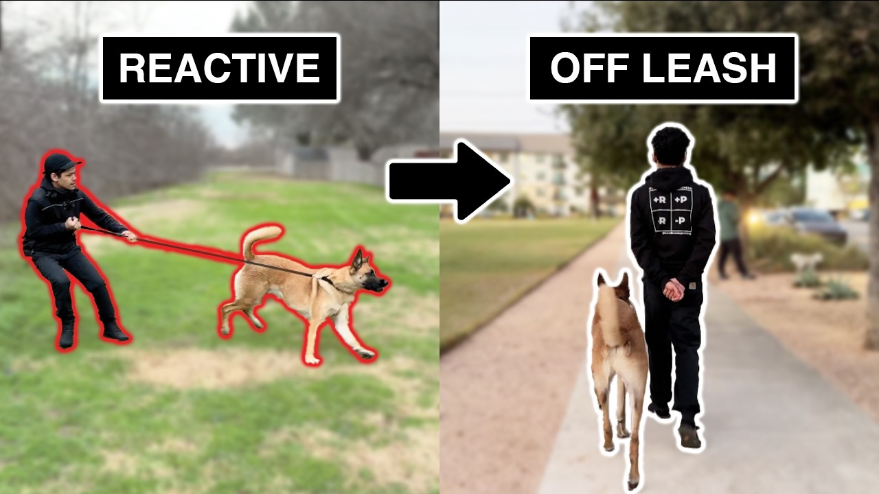 How to take any dog from REACTIVE to fully OFF-LEASH trained