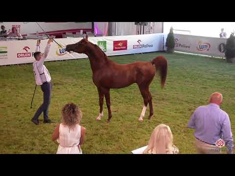 N 133 CALATORIO   2020 PRIDE OF POLAND   42nd Arabian Horse National Show   4 6 Years Old Stallions
