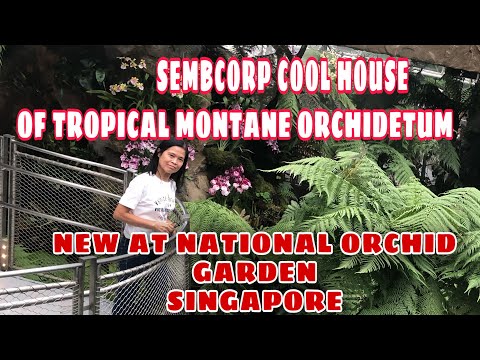 LOVELY FLOWERS OF TROPICAL MONTANE ORCHIDETUM INSIDE SEMBCORP COOL HOUSE