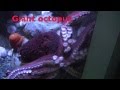 Alphabet ABC SONG With Sea Animals Sounds KIDS Science