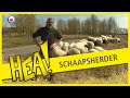 HEA! Schaapsherder Sam