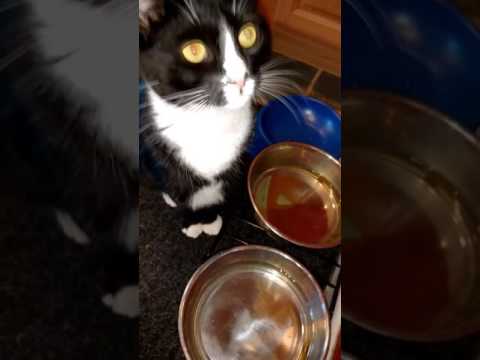 Cat drinking from water bowl