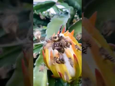 Супер продуктивный тропический медонос. Пчёлы сходят с сума. #пчеловодство #медонос #shorts