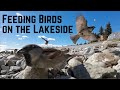 Tranquil Lakeside Delight: Bird Feeding Session by the Shore