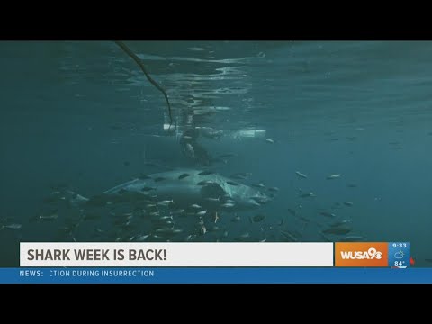 Discovery's Shark Week is back and here's a preview of what to expect
