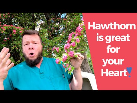 Hawthorn Tree  - Herbal Medicinal Properties