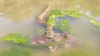 Snake vs. Catfish