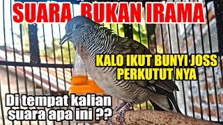 Download lagu SUARA PERKUTUT LOKAL DHUDHUK BIKIN PLONG PERKUTUT MACET mp3