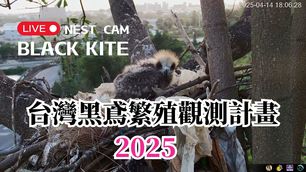 2025年 屏東黑鳶巢直播【Black Kite Nest Cam LIVE, Taiwan】台灣黑鳶繁殖觀測  育雛直播  老鷹巢  Live Nest Bird watching 黑鳶保育研究推廣