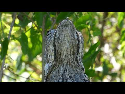 Urutaú (Nyctibius griseus) Portugalete - Santa Fe. 6/2/2017