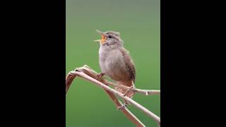 Download lagu Masteran Burung Gelatik. #wren #masteranunik #temankicaumb #america #flyxo mp3