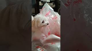マルチーズにプチプチを与えるとこうなります