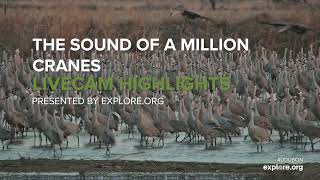 The Sound of A Million Cranes