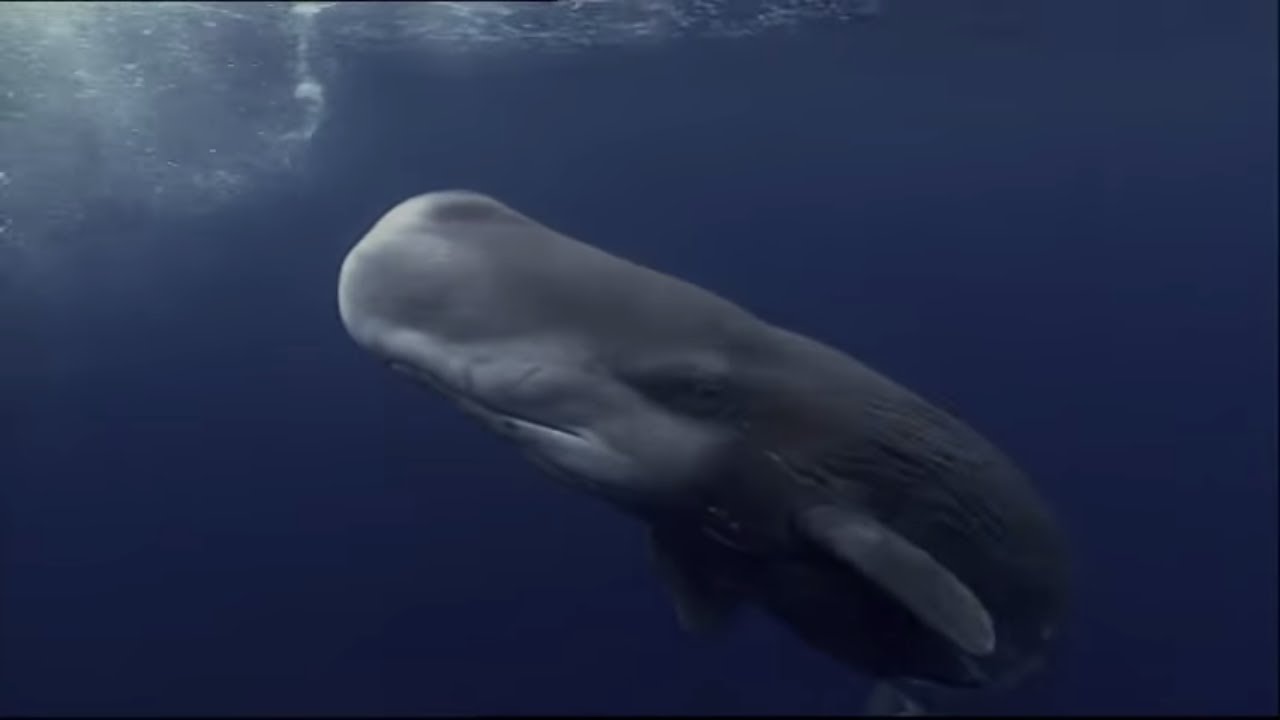 Sperm Whales Dealing : With The Unexpected – Wildlife Documentary