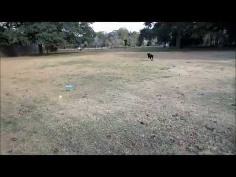 Jackie #7, an adopted Black Labrador Retriever Mix in Killingworth, CT_image-1