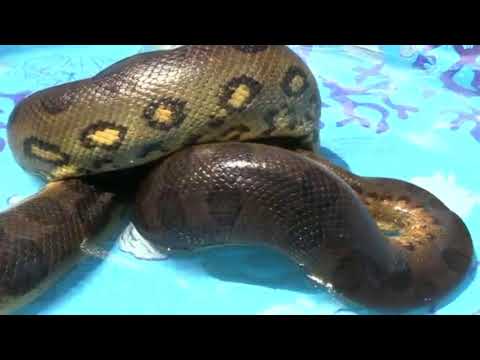 КАК ЕСТ АНАКОНДА |САМЫЕ БОЛЬШИЕ ЗМЕИ В МИРЕ |