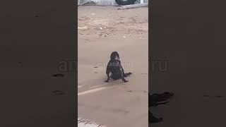 Download lagu Merekam Sosok Aneh diPantai, Ternyata Makhluk ini #shortsviral mp3 Download lagu Merekam Sosok Aneh diPantai, Ternyata Makhluk ini #shortsviral mp3