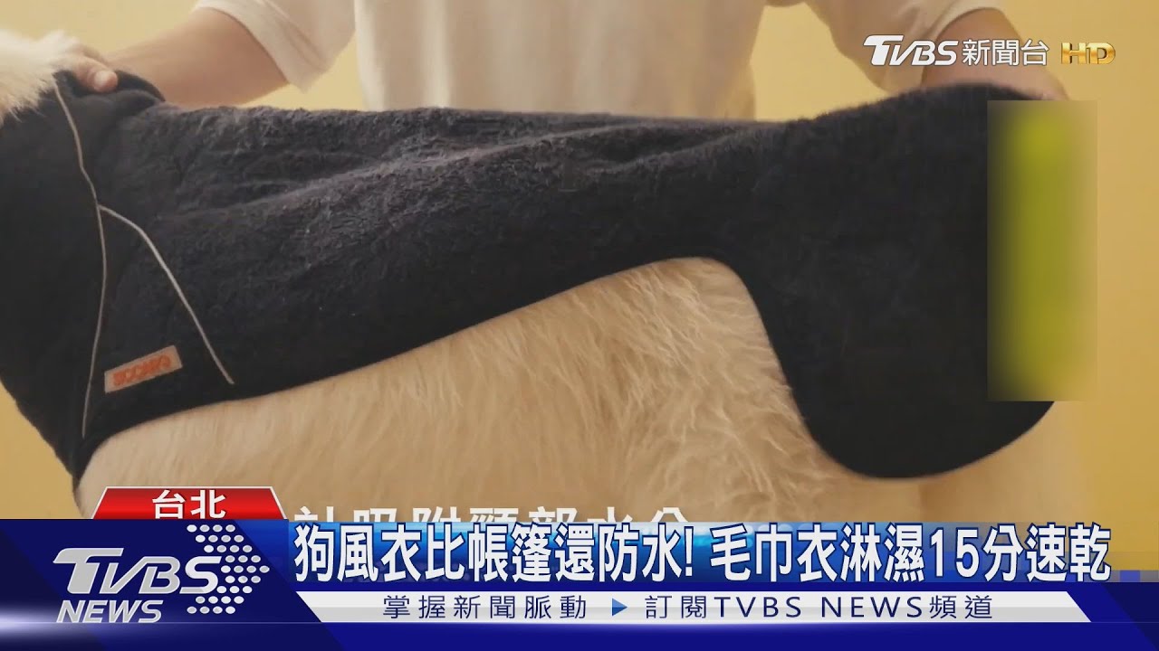 颱風來襲!毛孩雨衣成寵物必備 防水力超越帳篷
