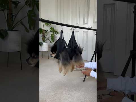 How I trim my dogs paws ✂️ sling from @sirius-alpha #pomeranian #dog